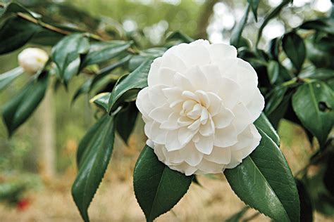 gardénia white camellia.